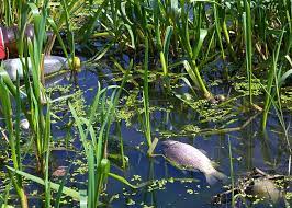 Dead fish from pollution