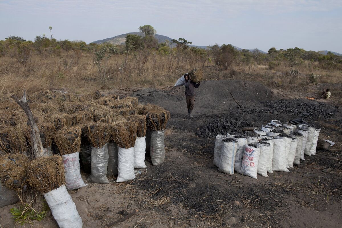Congo Basin Conservation