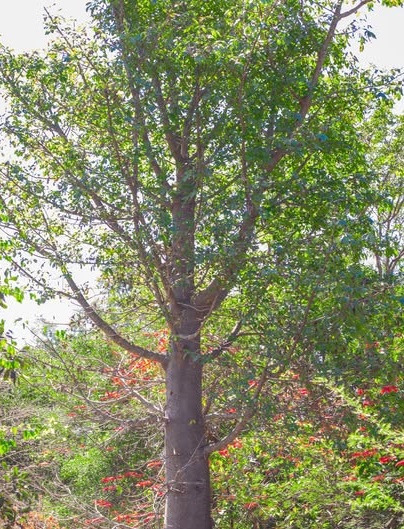Chibuyu Tree (BAOBAB)