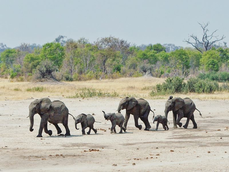 African Elephant