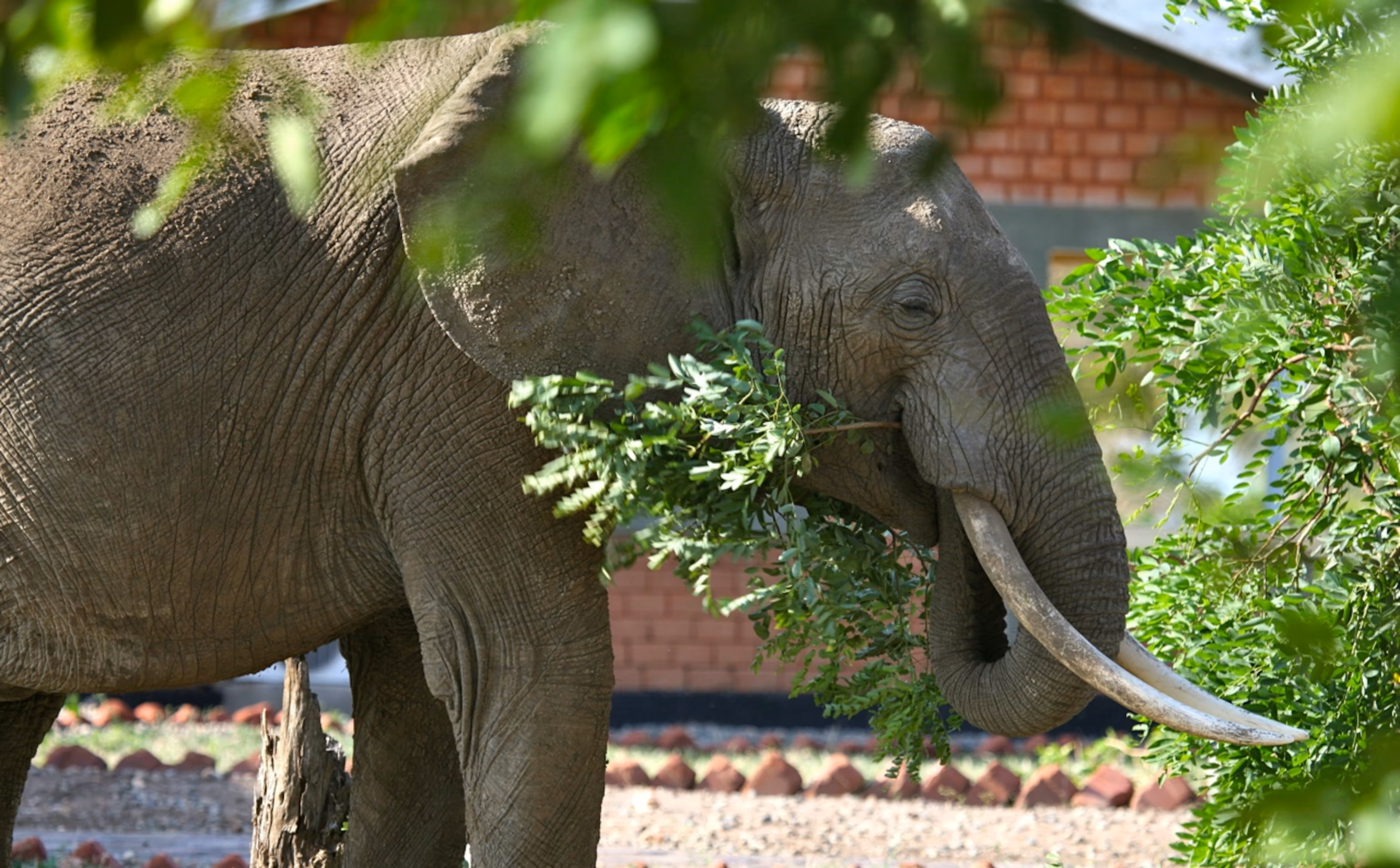 Game Drive in Mosi oa Tunya National Park