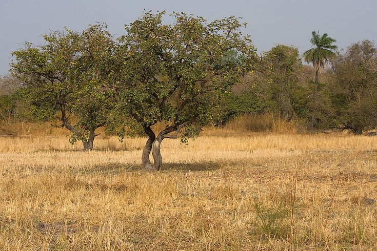 North Swaka Forest Reserve