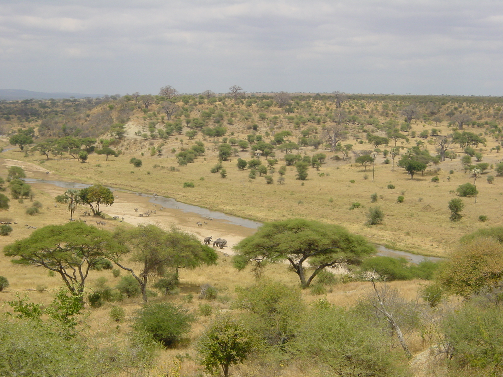Kapiri Mposhi Local Forest