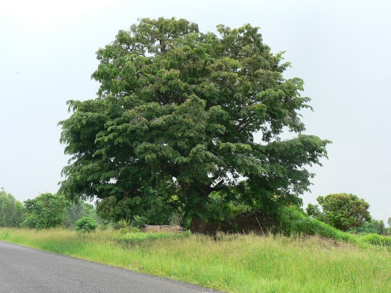 Mutondo (Cordyla africana)