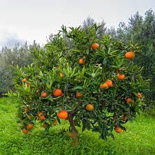 Lemon Tree