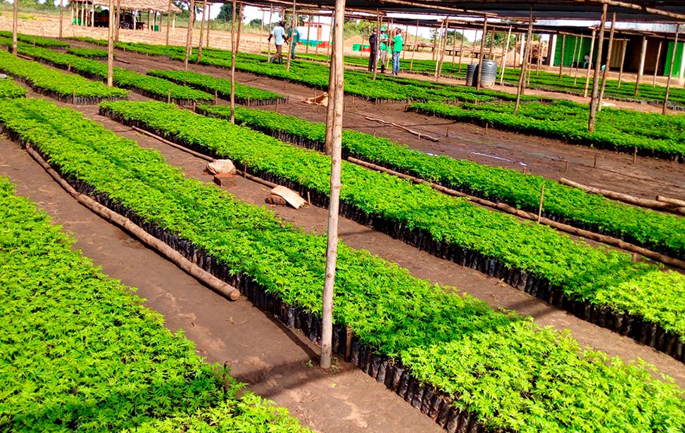 Seedling farm in Lufwanyama