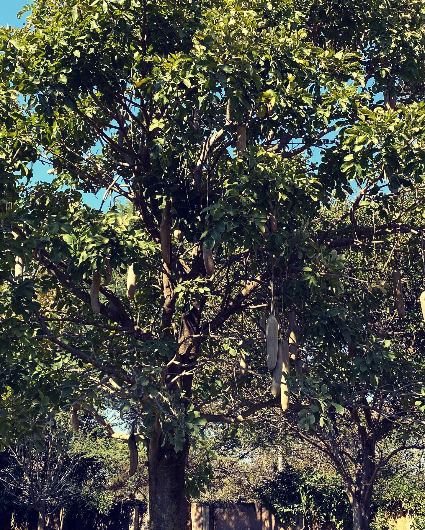 Musangu Tree
