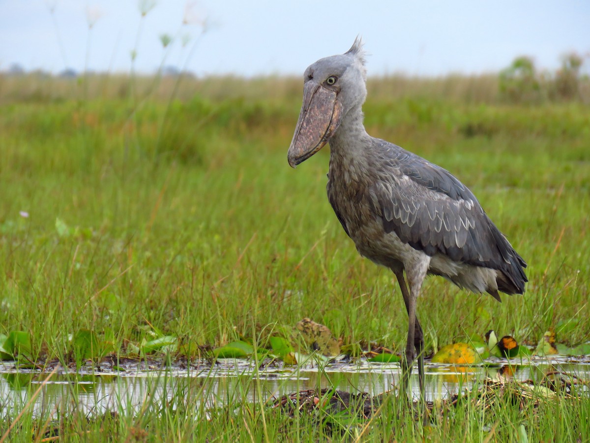 shoebill Stork