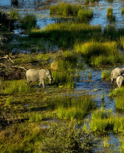 wetlands